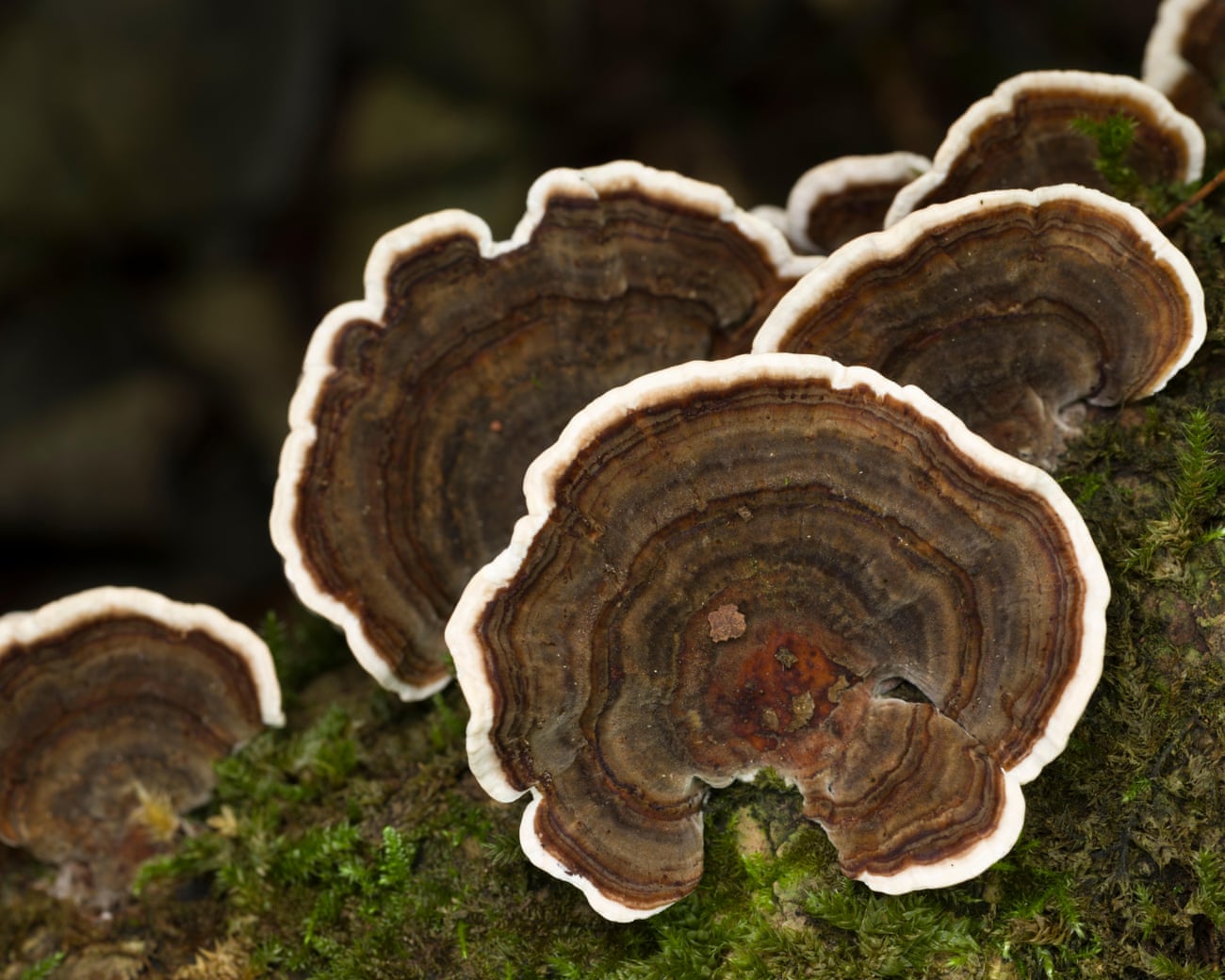 Revisited: do medical mushroom items in fact function?– podcast